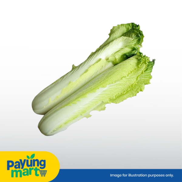 Chinese Long Cabbage