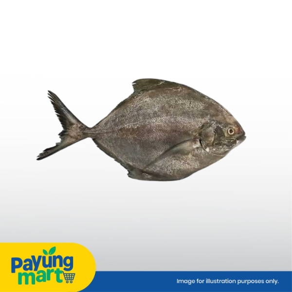 Ikan Bawal Hitam