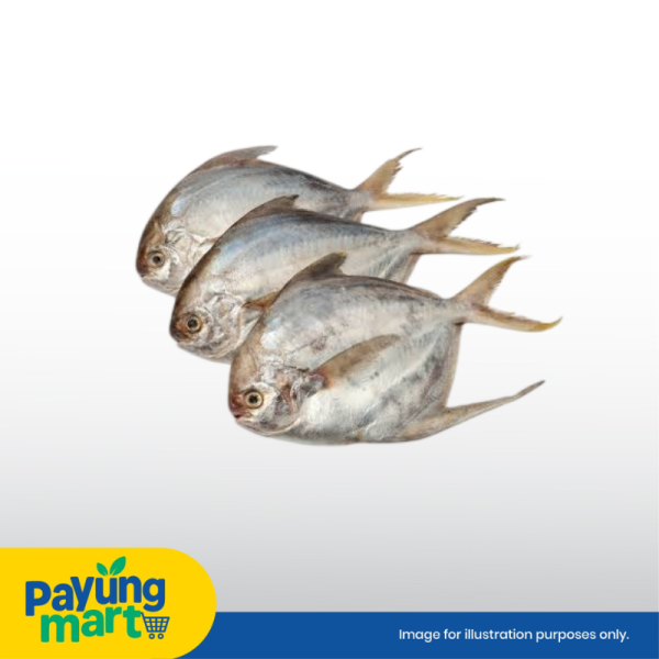Ikan Bawal Hitam Kecil