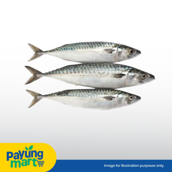 Ikan Kembung