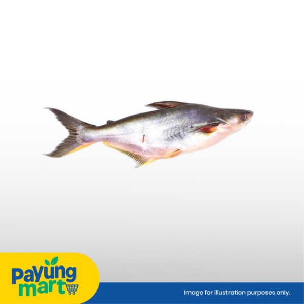 Ikan Patin