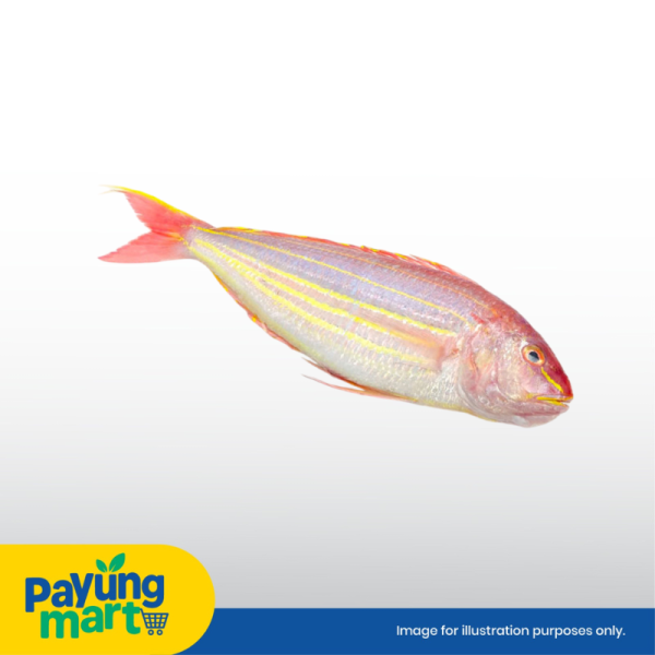 Ikan Talapia Merah