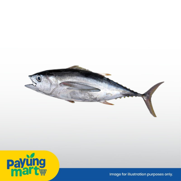 Ikan Tongkol Putih Ikan Tongkol Putih - Image 1