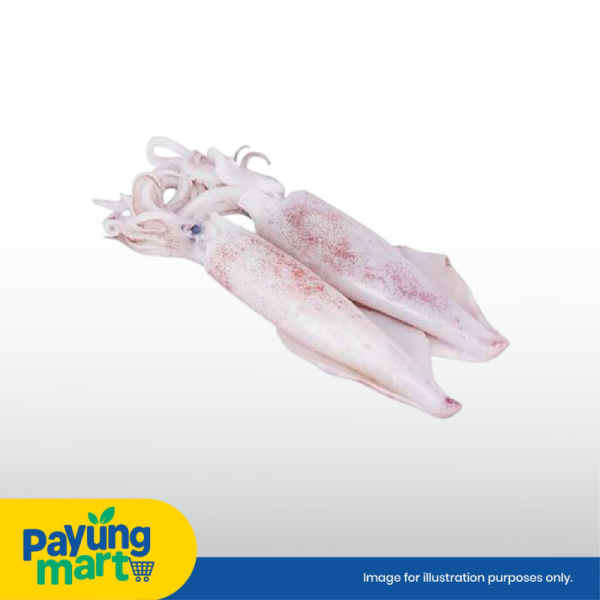 Sotong Putih